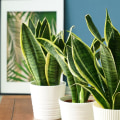 Discover the Best Air Purifying Plants for Your Space