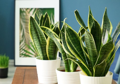 Discover the Best Air Purifying Plants for Your Space